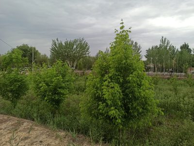 Terak